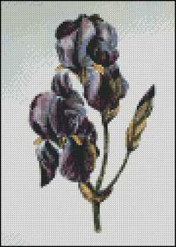 (image for) Pale Iris 5 x 7