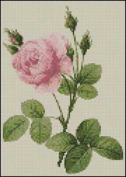 (image for) Pink Rose I 5 x 7