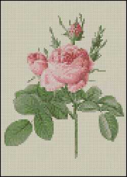 (image for) Pink Rose III 5 x 7