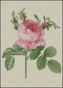 (image for) Pink Rose IV 5 x 7